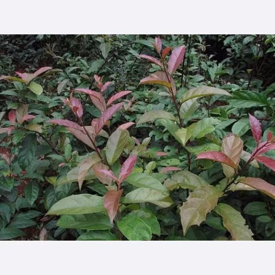 Trà xạ đen Tuấn Linh 