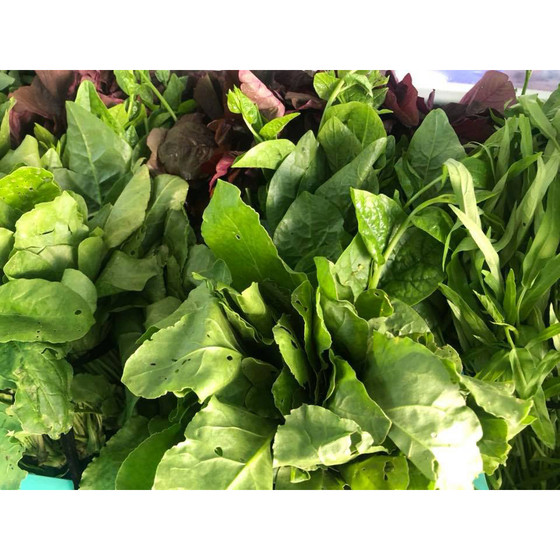 Rau mồng tơi Tâm An Farm