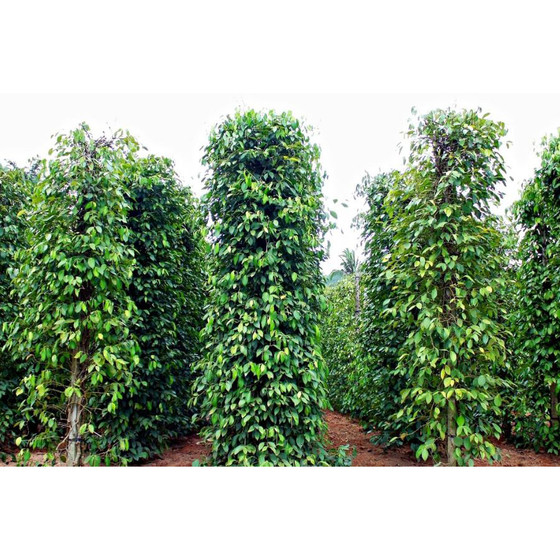 Hạt tiêu Phú Quý