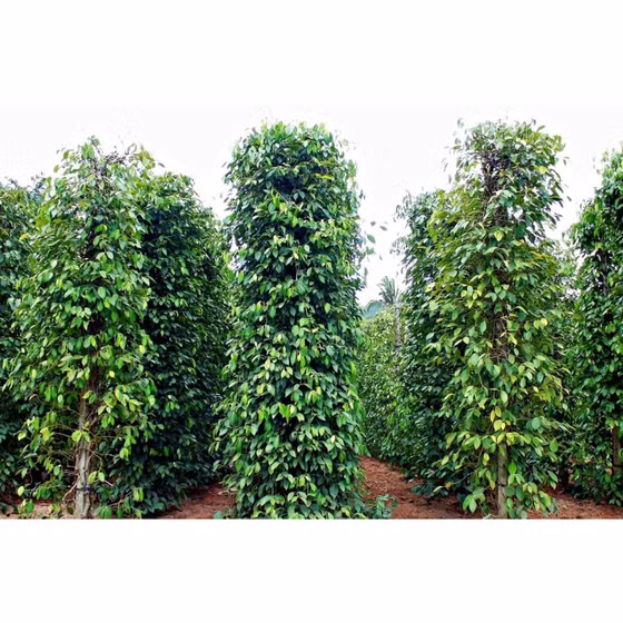 Hạt tiêu Phú Quý