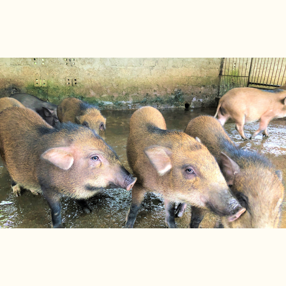 Thịt lợn rừng Nam Giang