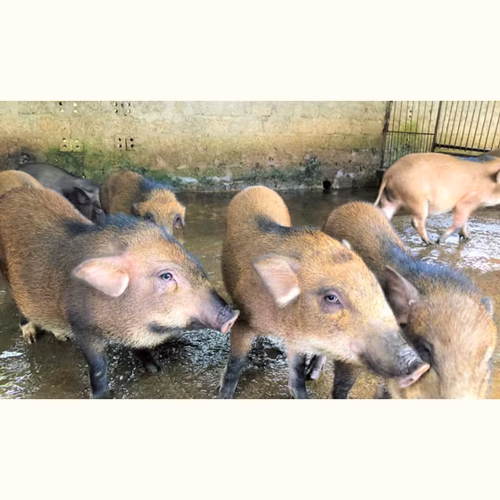 Thịt lợn rừng Nam Giang