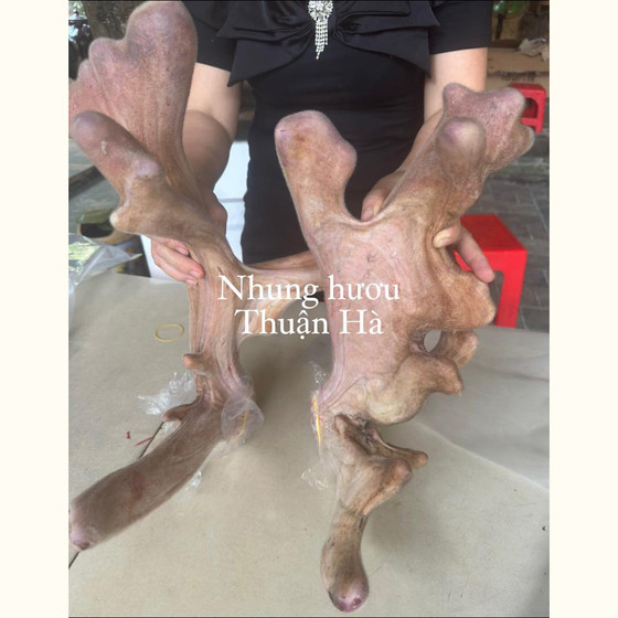 Nhung hươu Hương Sơn Thuận Hà - Nhung hươu bột