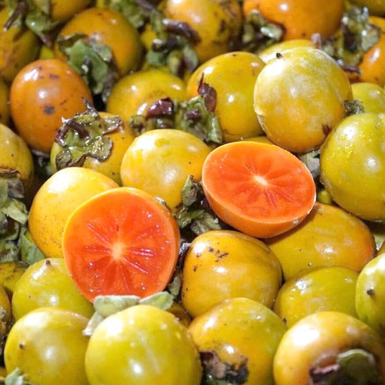 Hồng không hạt Bình Phú