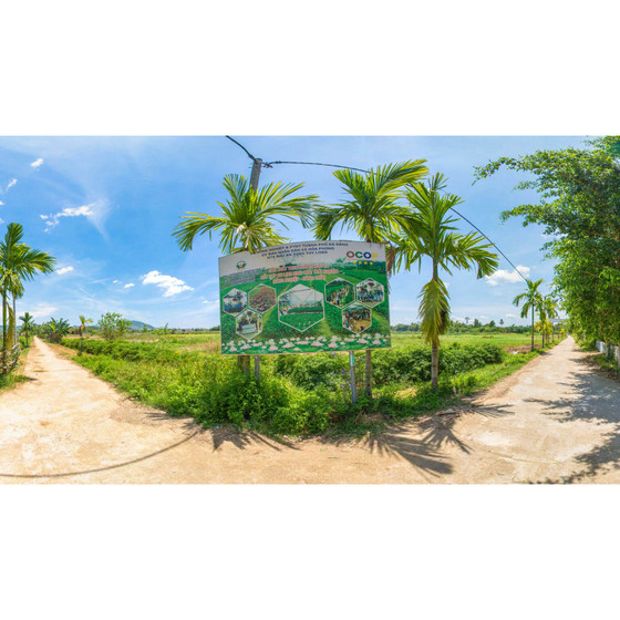 Rau xà lách Túy Loan