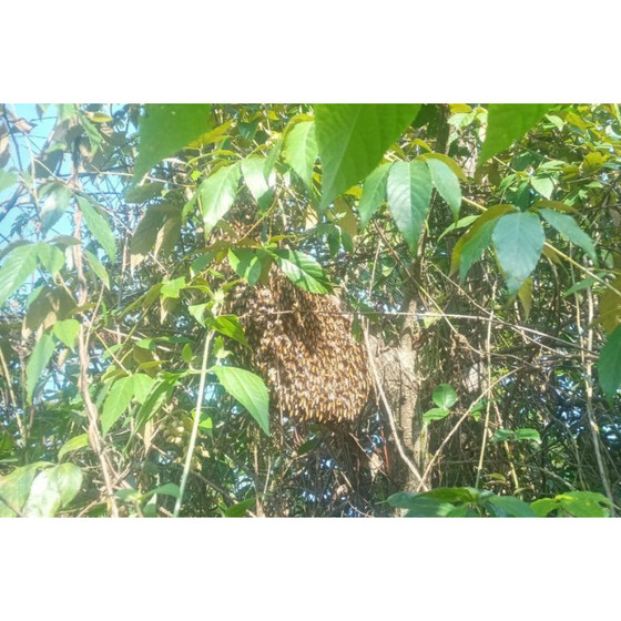 Mật ong Tuyên Hóa