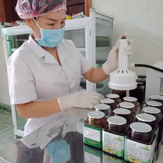 Cao cà gai leo Thanh Bình