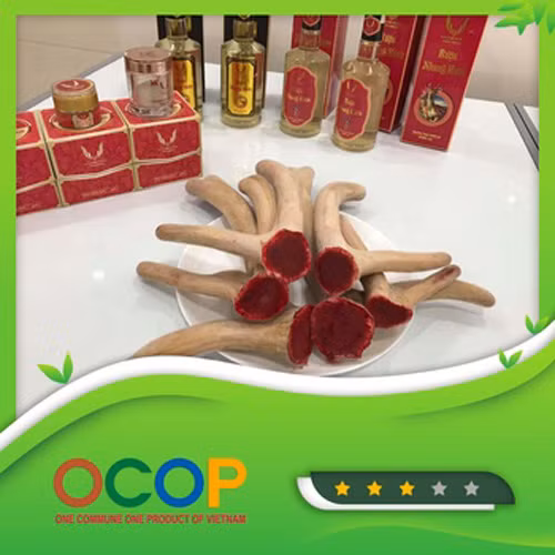 Nhung hươu tươi Hiền Ngọc