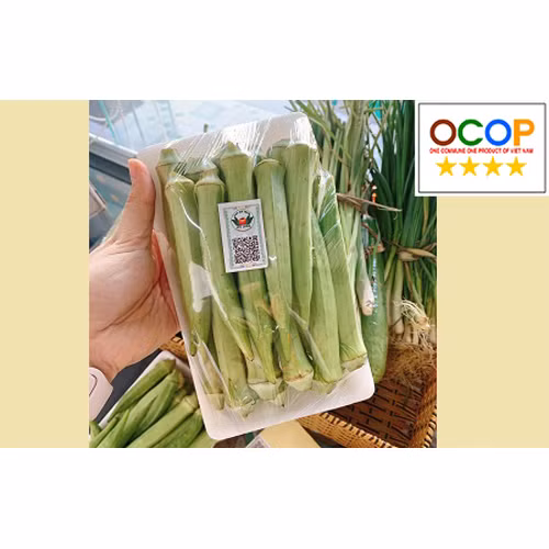 Đậu bắp Túy Loan