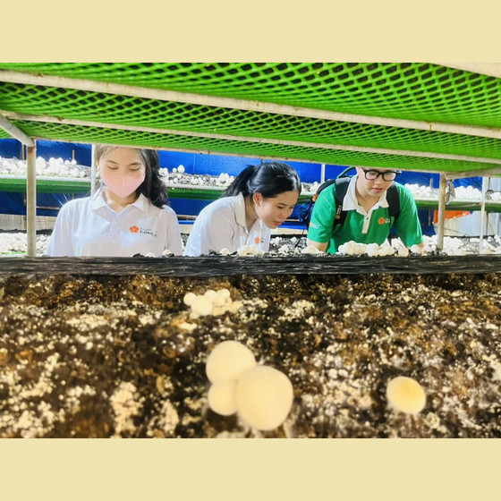 Nấm rơm tươi Hòa Thọ Tây 