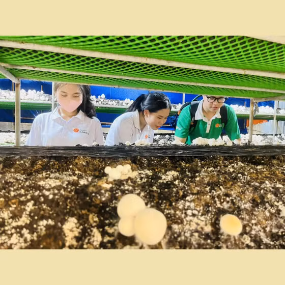 Nấm rơm tươi Hòa Thọ Tây 