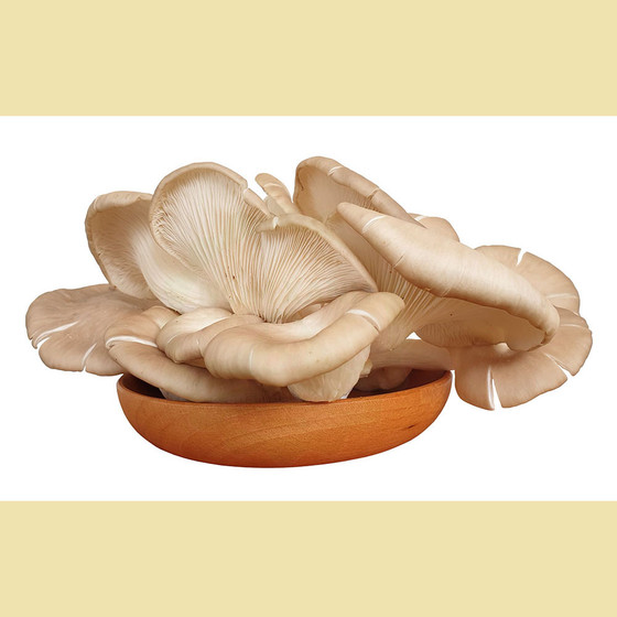 Nấm bào ngư xám tươi