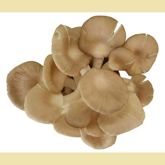 Nấm bào ngư xám tươi