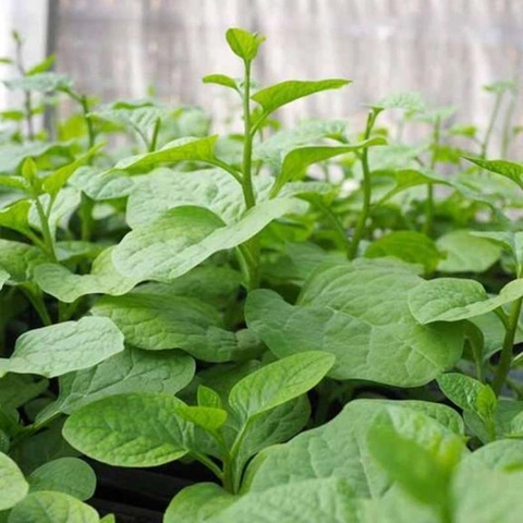 Rau mồng tơi Túy Loan