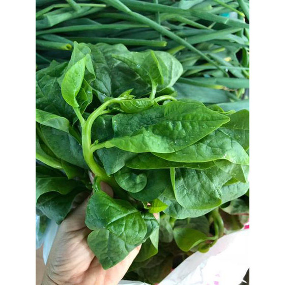 Rau mồng tơi Tâm An Farm