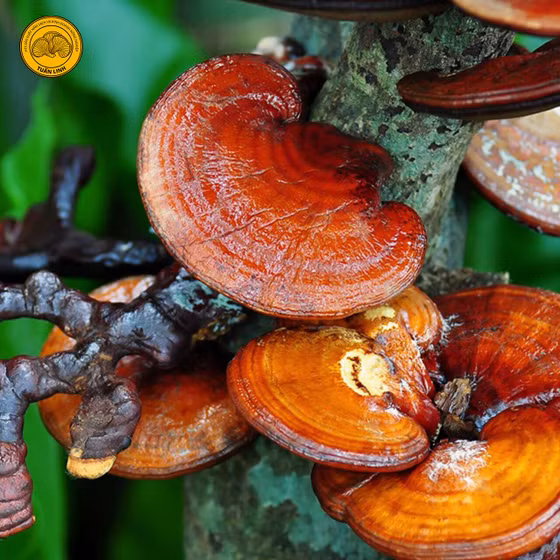 Nấm linh chi Tuấn Linh