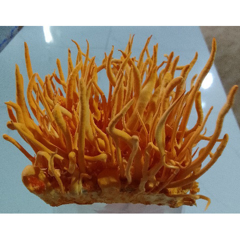 Rượu đông trùng hạ thảo Thiên Tâm