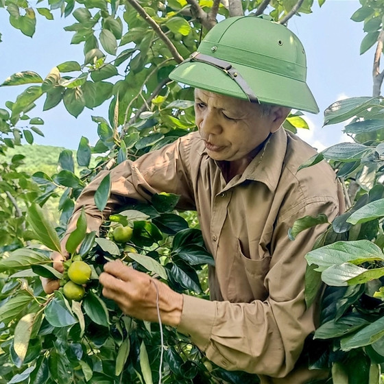 Hồng không hạt Yên Lập