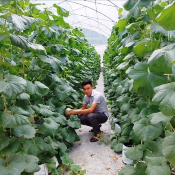 Dưa lưới Chiêm Hóa