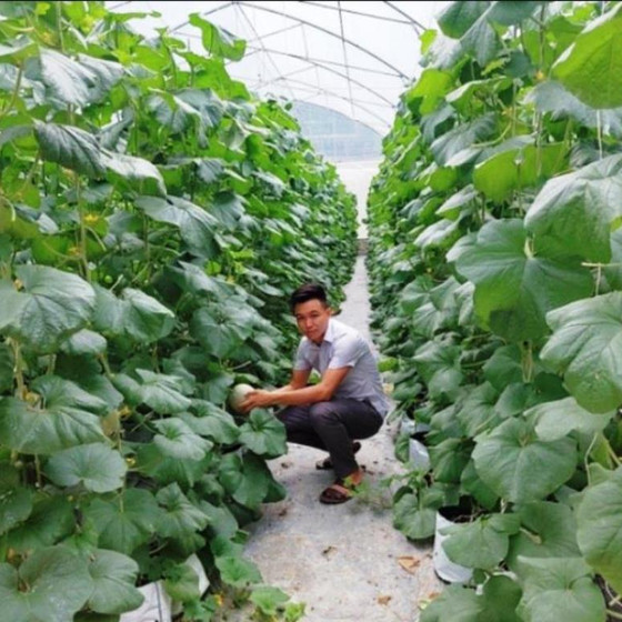 Dưa lưới Chiêm Hóa