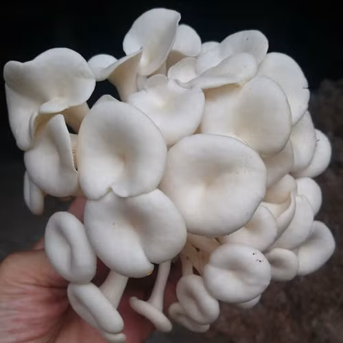 Nấm sò tươi Tuấn Linh