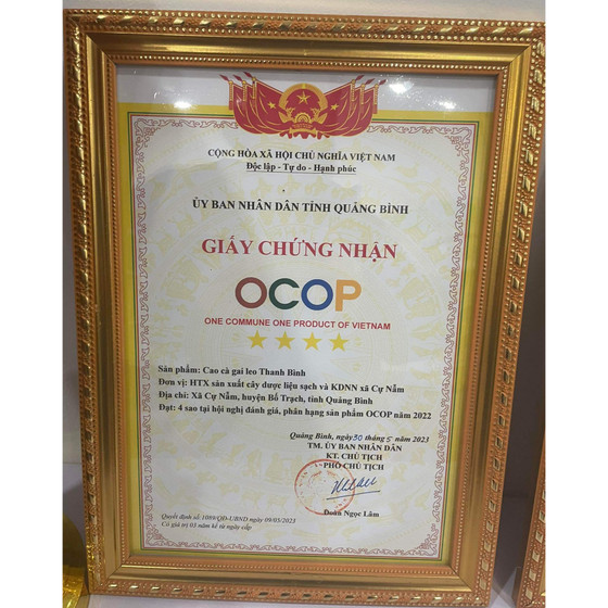 Cao cà gai leo Thanh Bình