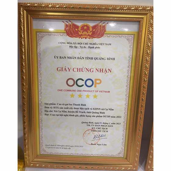 Cao cà gai leo Thanh Bình