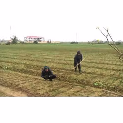 Tỏi sạch Quảng Minh