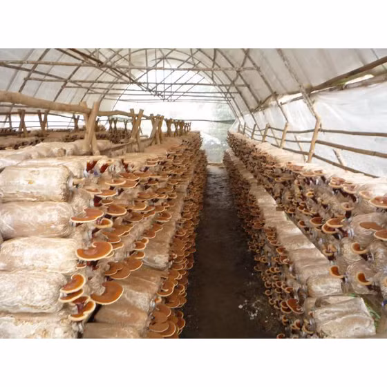 Nấm linh chi thái lát nguyên bào tử Tuấn Linh