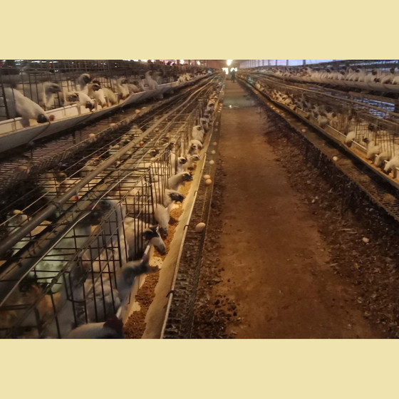 Trứng gà ác Hòa Bắc