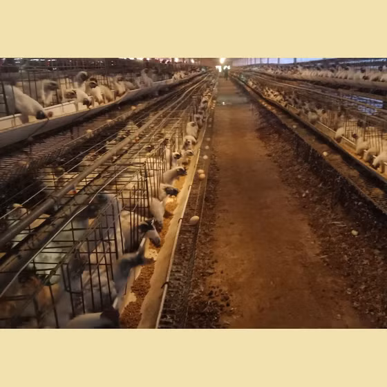 Trứng gà ác Hòa Bắc