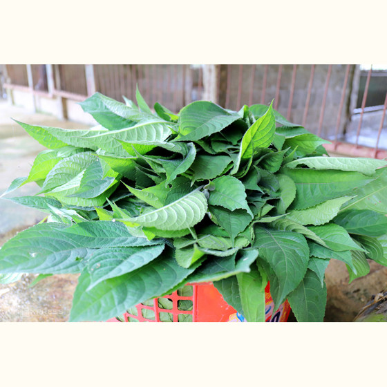 Thịt lợn rừng Nam Giang