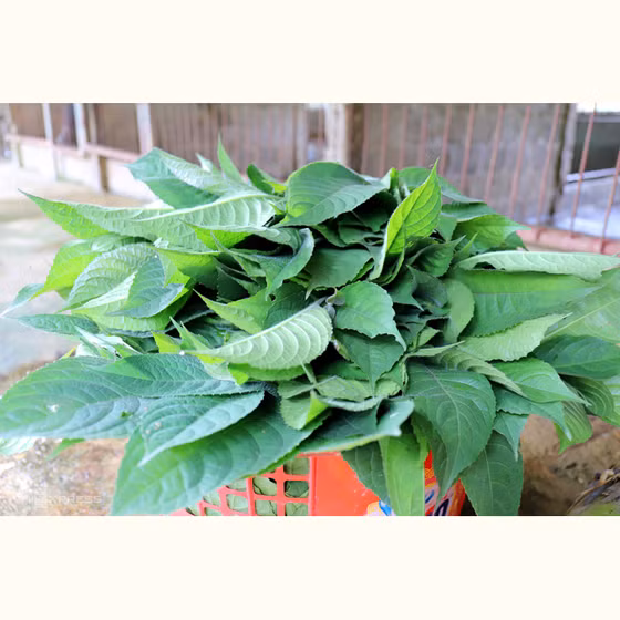 Thịt lợn rừng Nam Giang