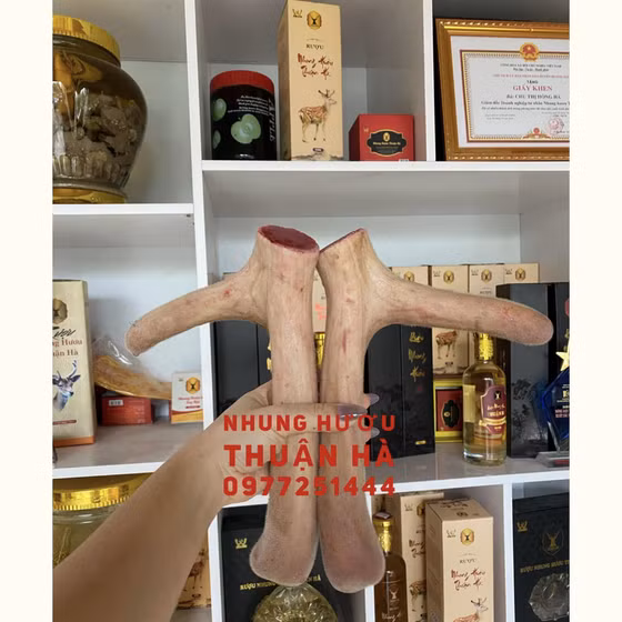 Nhung hươu Hương Sơn Thuận Hà - Nhung hươu bột