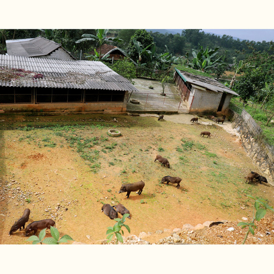 Thịt lợn rừng Nam Giang