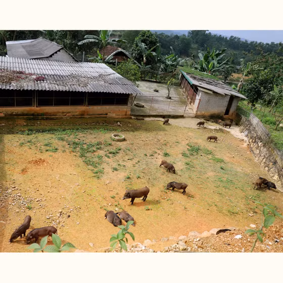 Thịt lợn rừng Nam Giang