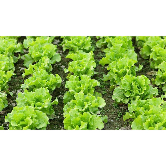 Rau xà lách Túy Loan