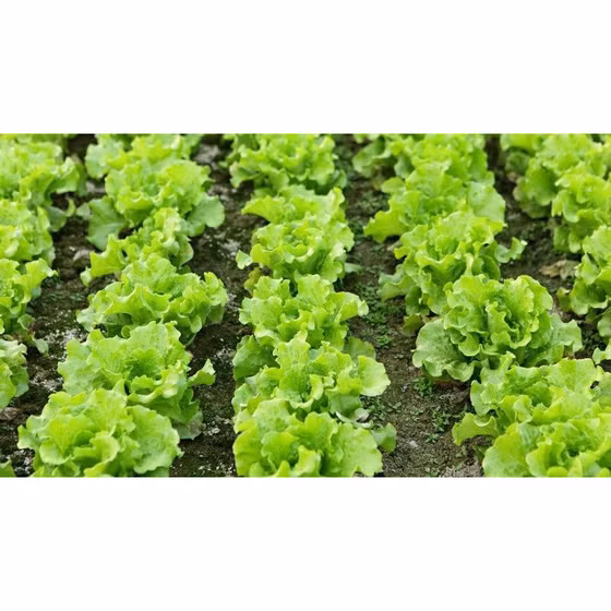 Rau xà lách Túy Loan