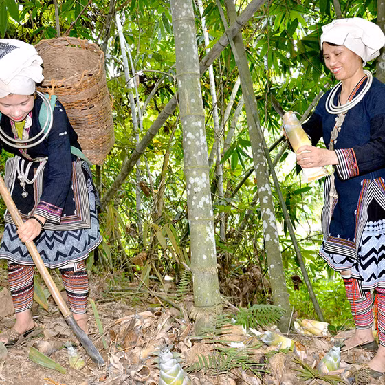 Măng tre trinh Triệu Thắng