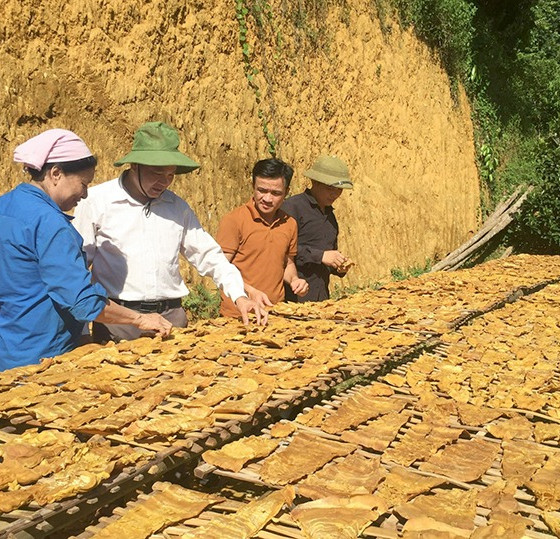 Măng tre trinh Triệu Thắng