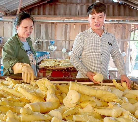 Măng tre trinh Triệu Thắng