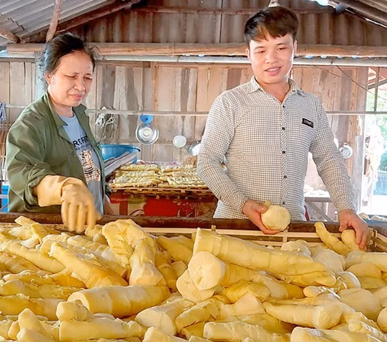 Măng tre trinh Triệu Thắng