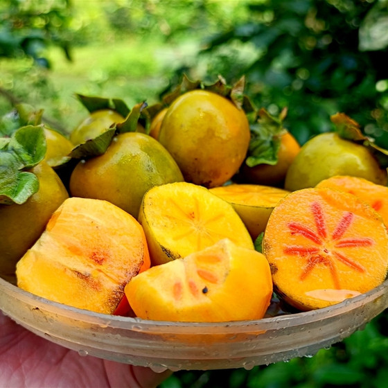 Hồng không hạt Bình Phú