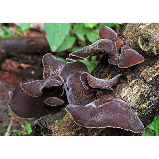 Nấm mộc nhĩ thái sợi Tuấn Linh (100g)