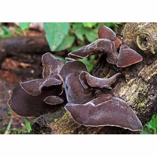 Nấm mộc nhĩ thái sợi Tuấn Linh (100g)