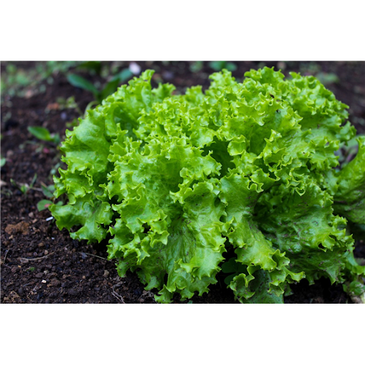 Rau xà lách Túy Loan