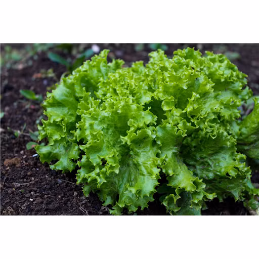 Rau xà lách Túy Loan