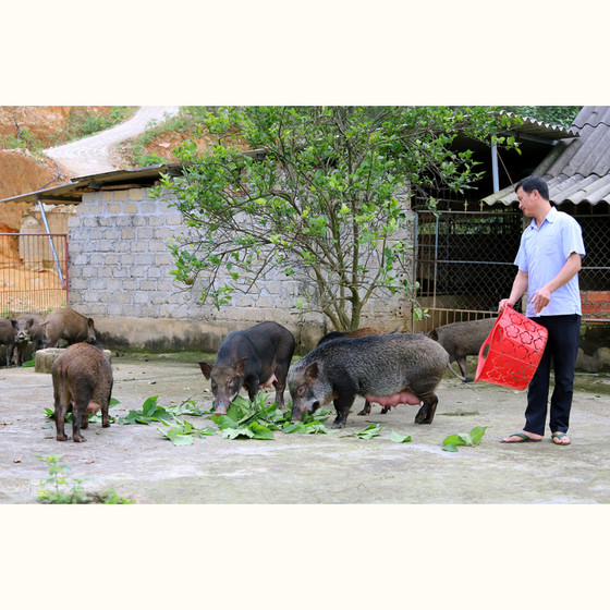 Thịt lợn rừng Nam Giang