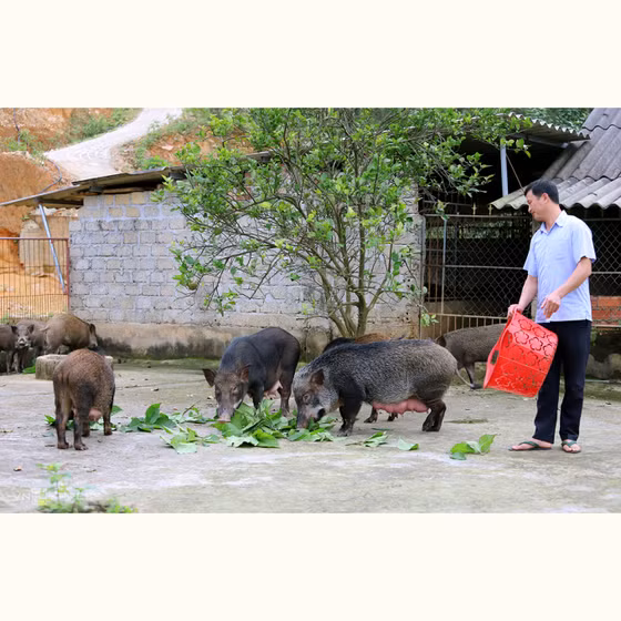 Thịt lợn rừng Nam Giang