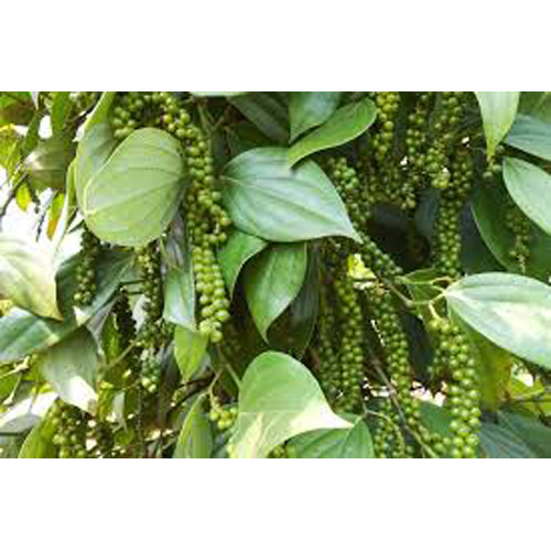 Hạt tiêu Phú Quý